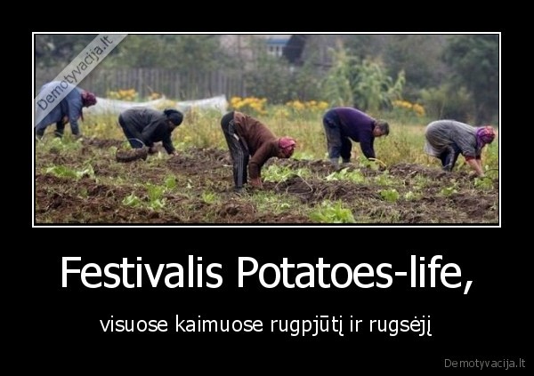 festivalis,bulves