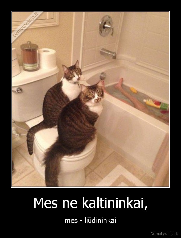 kates,katinai,vonia,seimininkas