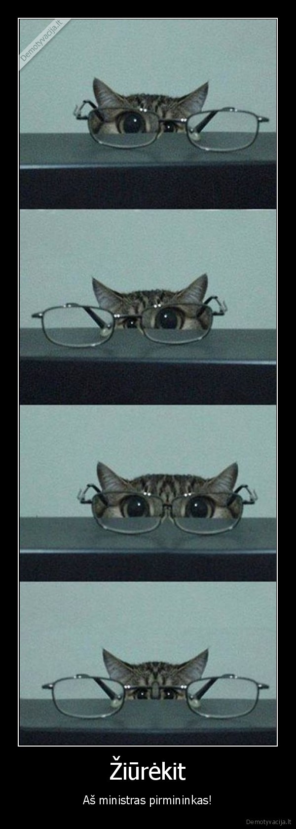 algirdas, butkevicius,juokingas, katinas,katinas, su, akiniais