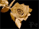 -GoldenRose