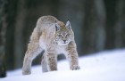 Lynx