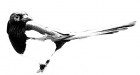 Magpie