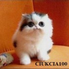 ciukcia100
