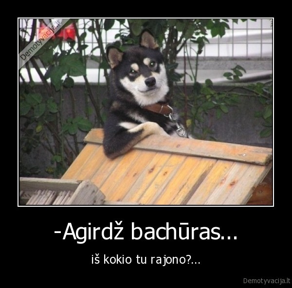 bachuras,suo,marozas