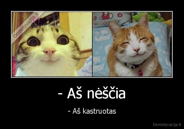 kastruotas, katinas,juokingi, katinai
