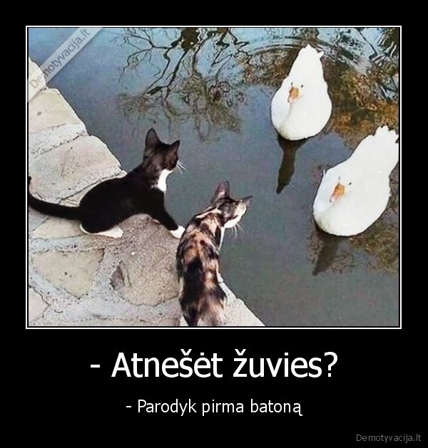 kate,zasis,batonas,zuvis