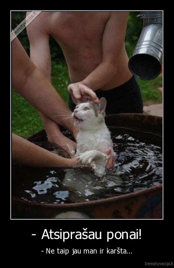 ismaudytas, katinas,katinas, maudosi,katinas, vandenyje