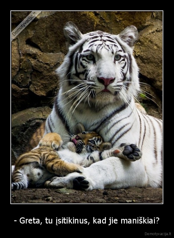 balti, tigrai,tigriukai,vaikai