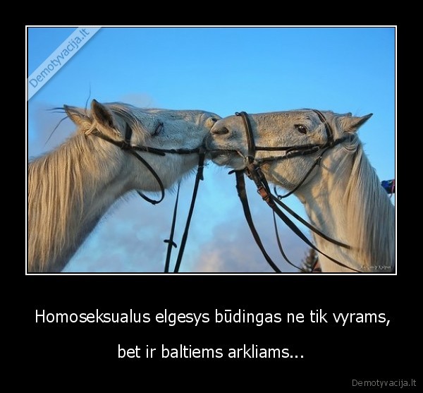 elgesys,balti, arkliai,homoseksualas