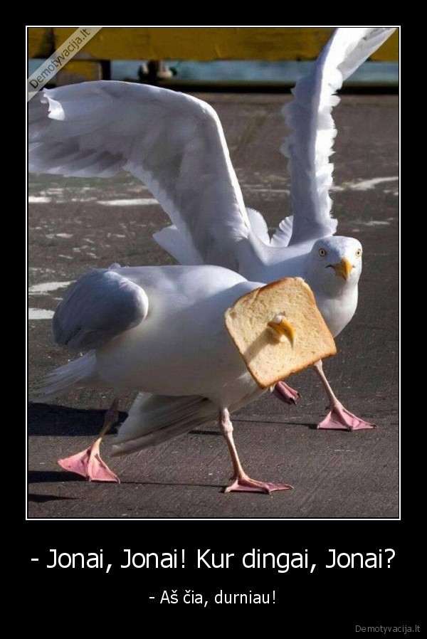 pauksciai,duona,jonas