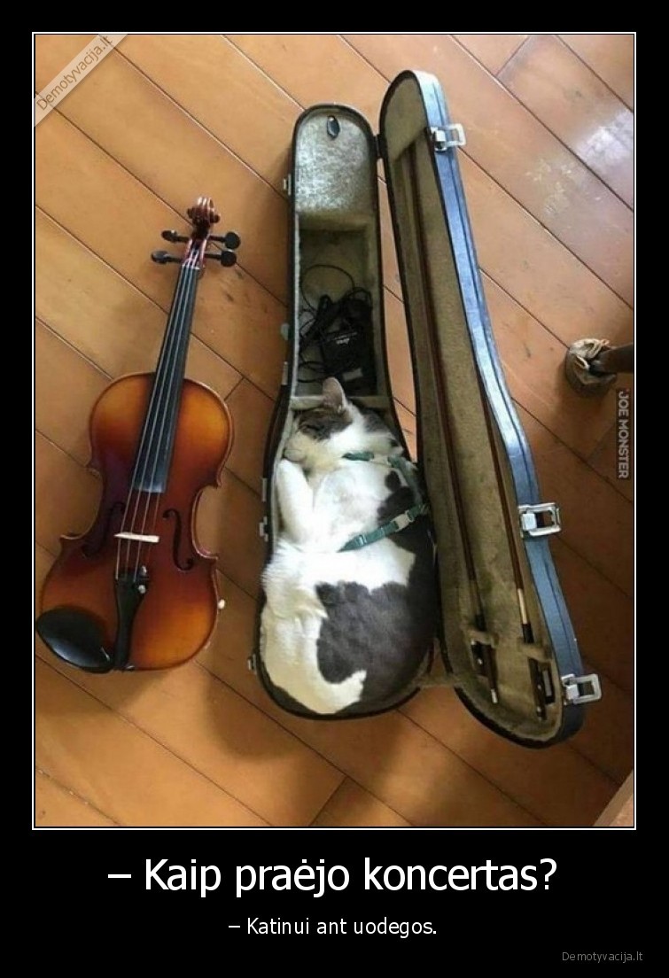 koncertas,katinas,smuikas,deklas,miega
