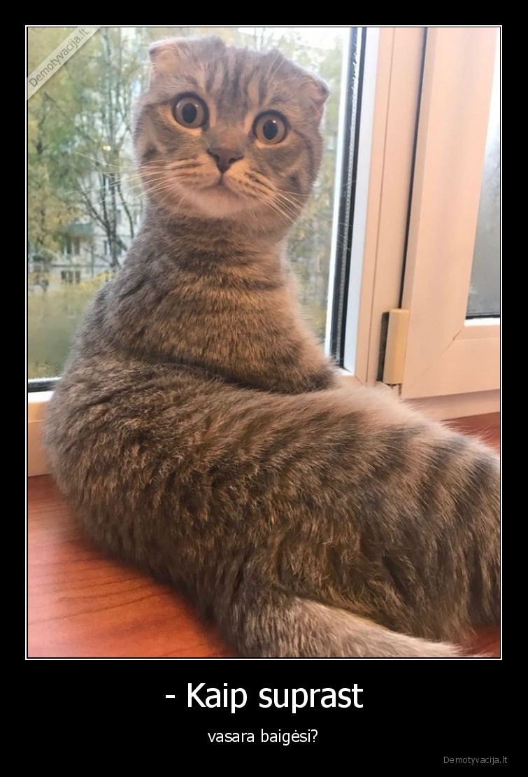 vasara,katinai,kates,augintiniai,gyvunai