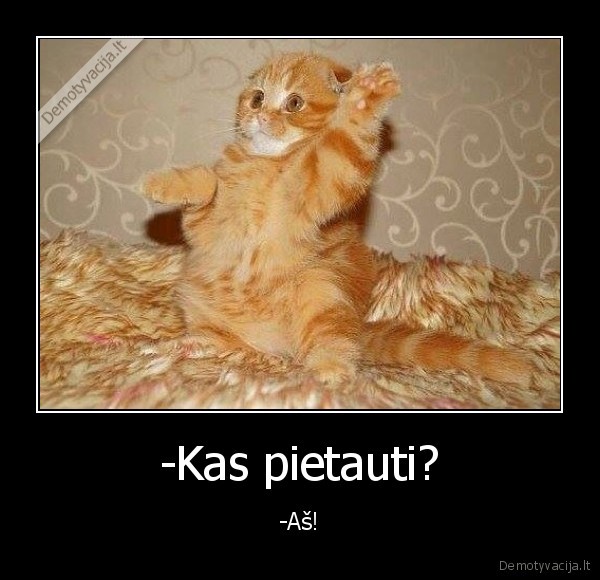 storas, kaciukas,mielas, kaciukas