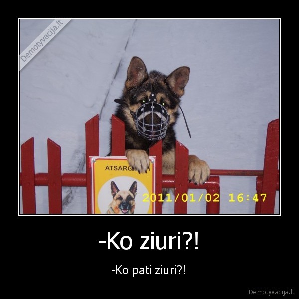 -Ko ziuri?!