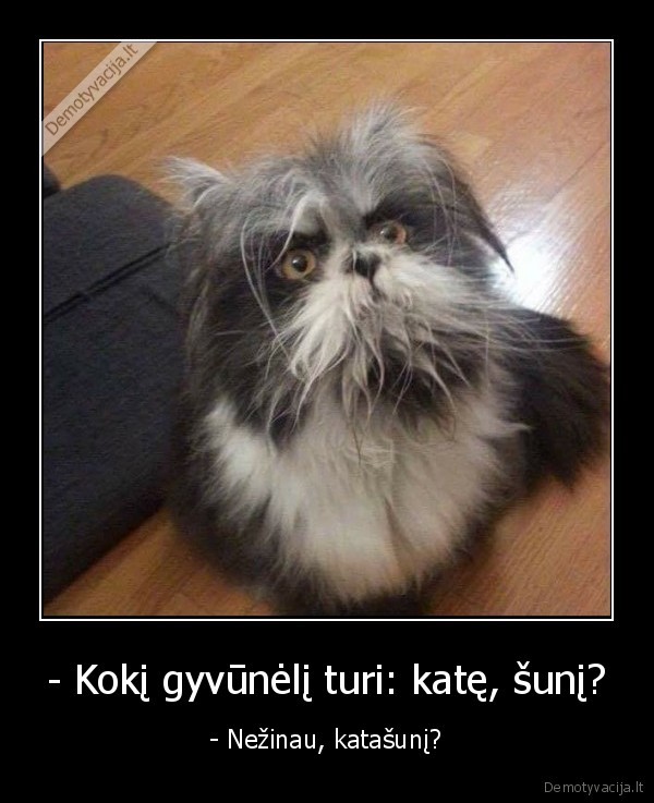 kate,suo,katinas,katasunis,hibridas,neaisku