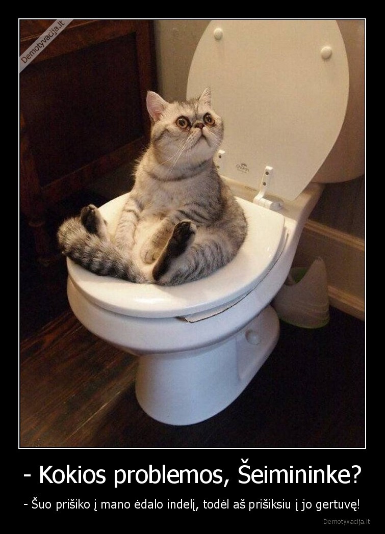 suo,katinas,kate,tualete,tualetas,augintiniai,edalas,gertuve