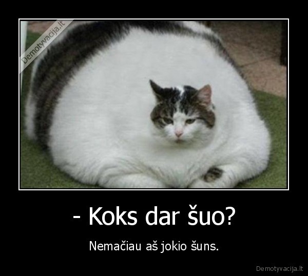 storas, katinas,kate,suo