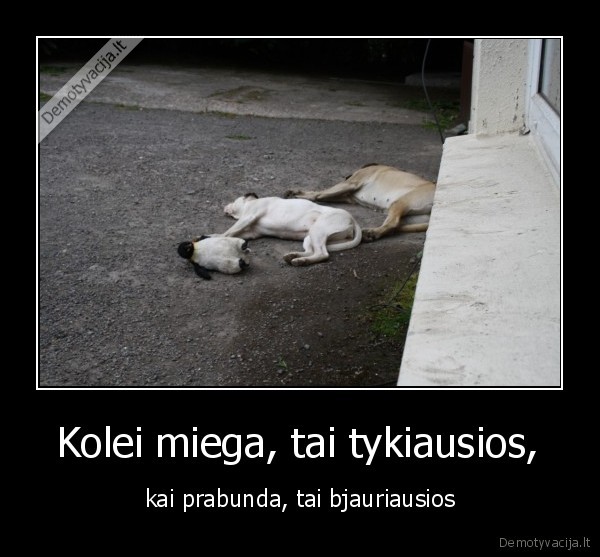 miegas, draugyste, sunys, suo