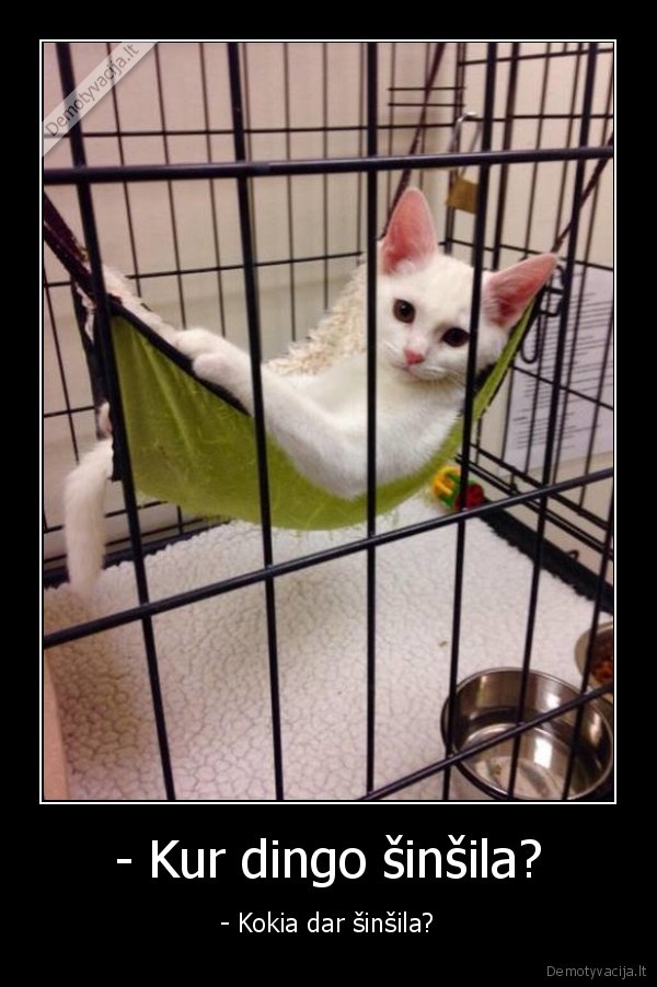 kate,katinas,sinsila