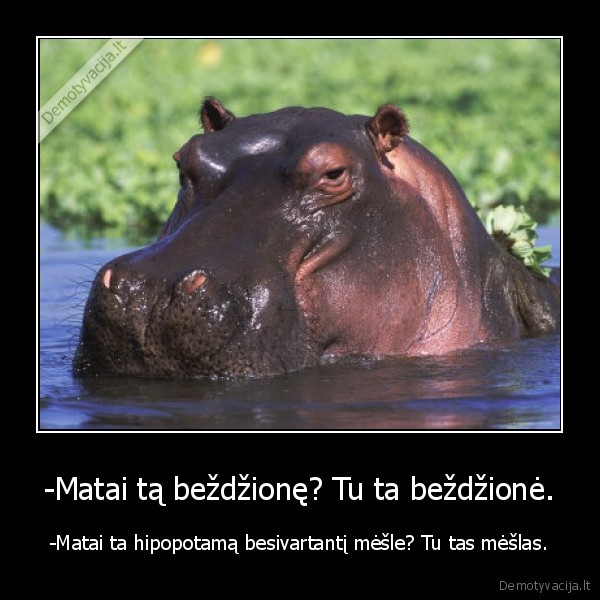 begemotas,hipopotamas,meslas