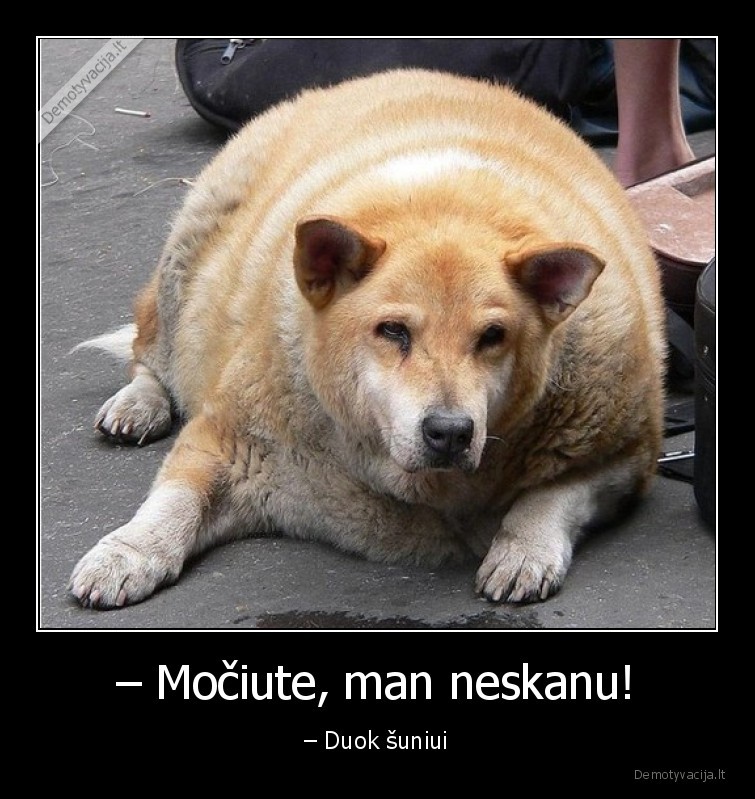 suo,storas,pamaitino,neskanu
