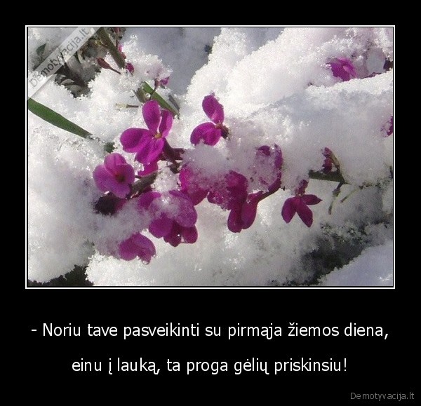 nu,ir,ziema,jokio,sniego,jokiu,bajeriu