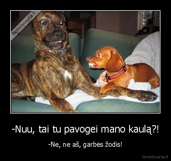 -Nuu, tai tu pavogei mano kaulą?!