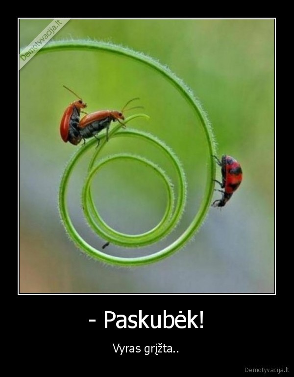 - Paskubėk!