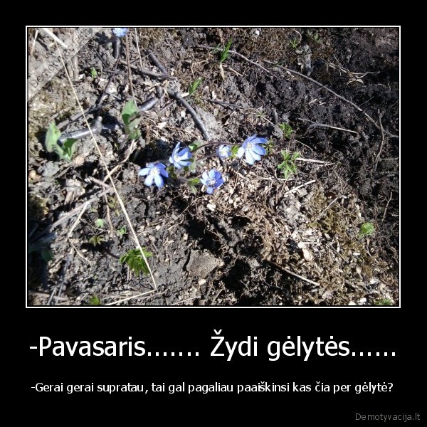gelytes, zibutes