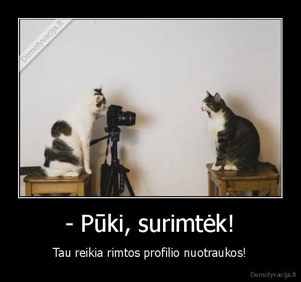 kaciukai,fotografuojasi