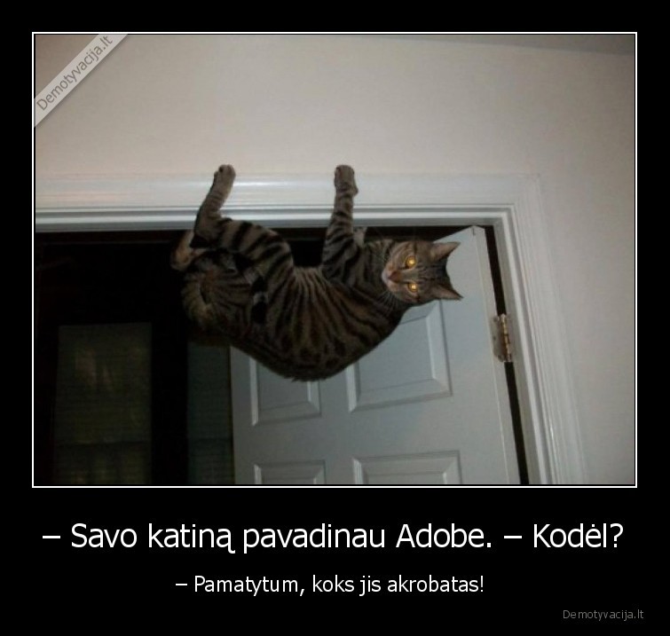 adobe,acrobat,it,katinas