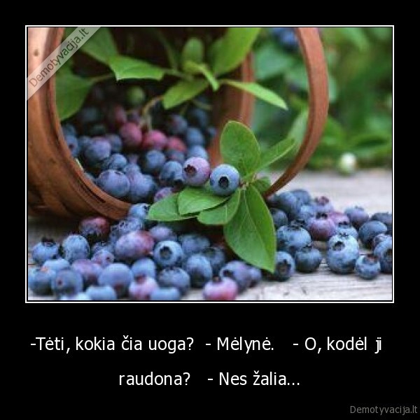 -Tėti, kokia čia uoga?  - Mėlynė.   - O, kodėl ji 