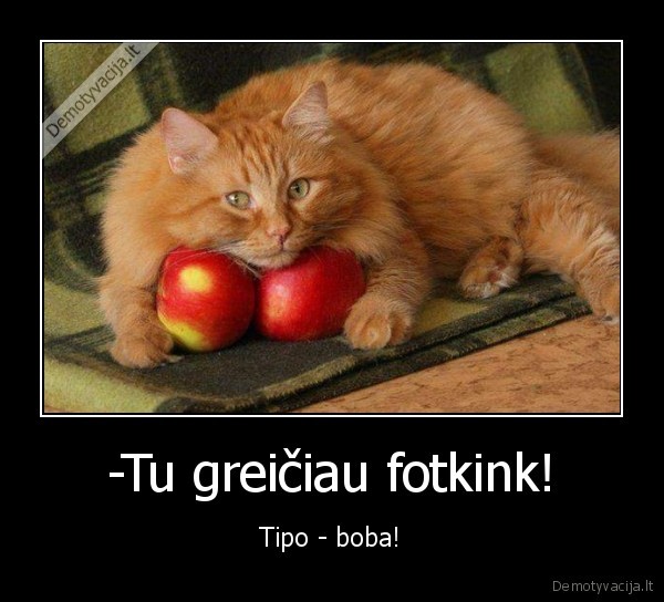 juokingas, katinas,katinas, su, papais,obuoliai