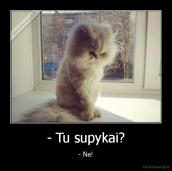 piktas, katinas,kate