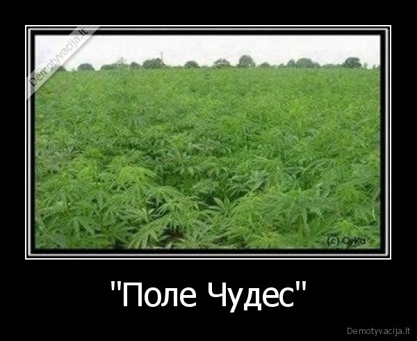 &quot;Поле Чудес&quot;