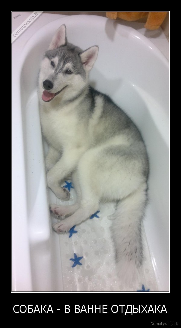 СОБАКА - В ВАННЕ ОТДЫХАКА