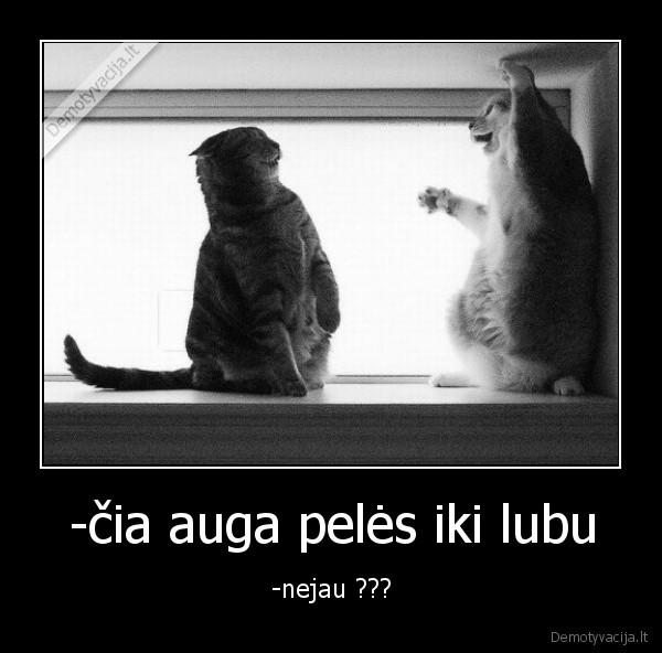 -čia auga pelės iki lubu