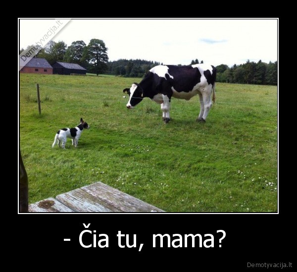 mama,juoda,balta,karve,bulius,suo,kaip, as, gimiau,prigimtis,genai,kudlius