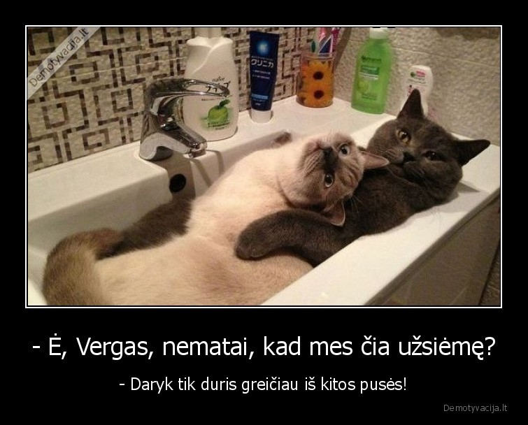 vergas,katinai,romanas,vonioje,kates