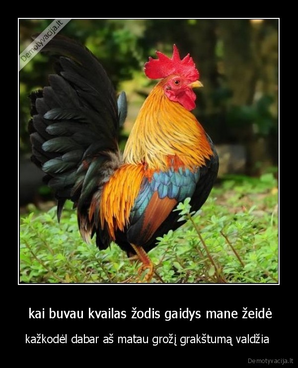  kai buvau kvailas žodis gaidys mane žeidė