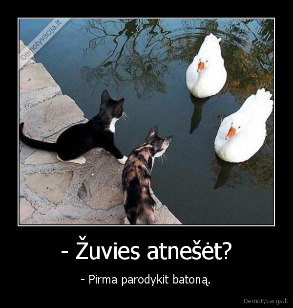 gulbes,sandoris,katinai