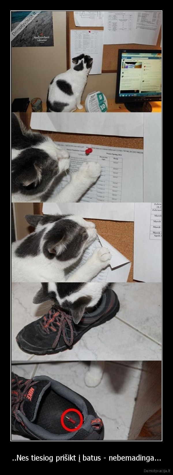 ..Nes tiesiog prišikt į batus - nebemadinga...
