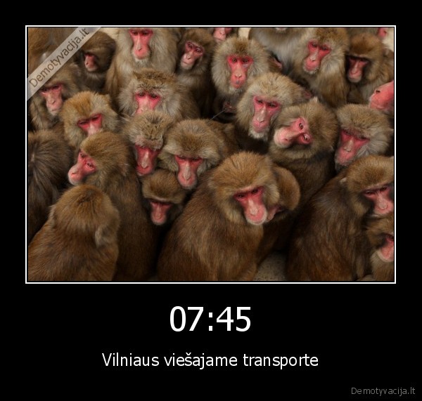 viesasis, transportas,vilnius,grustis,piko, valandos