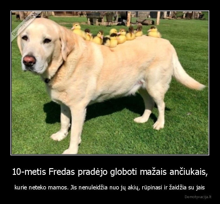 suo,anciukai,adaptavimas,globa