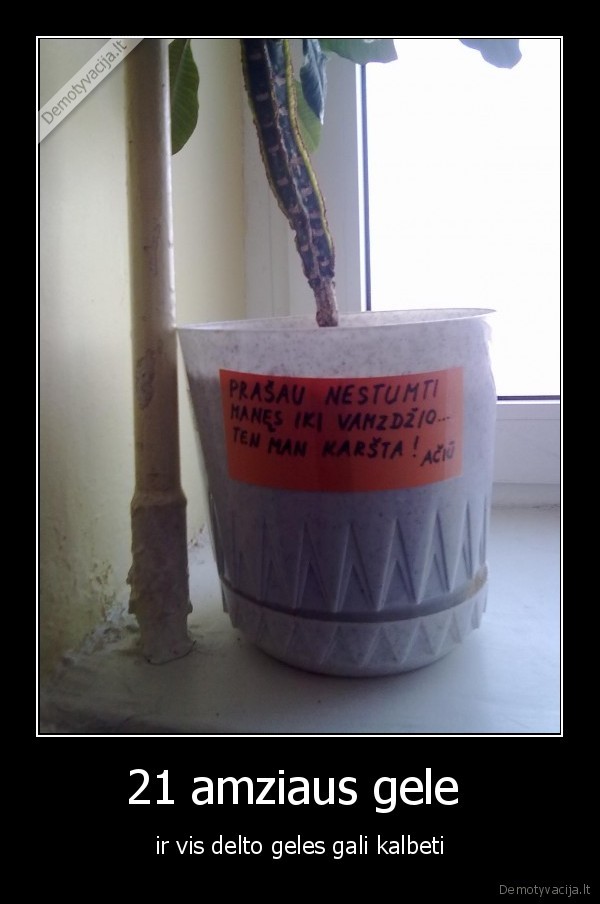 21 amziaus gele 