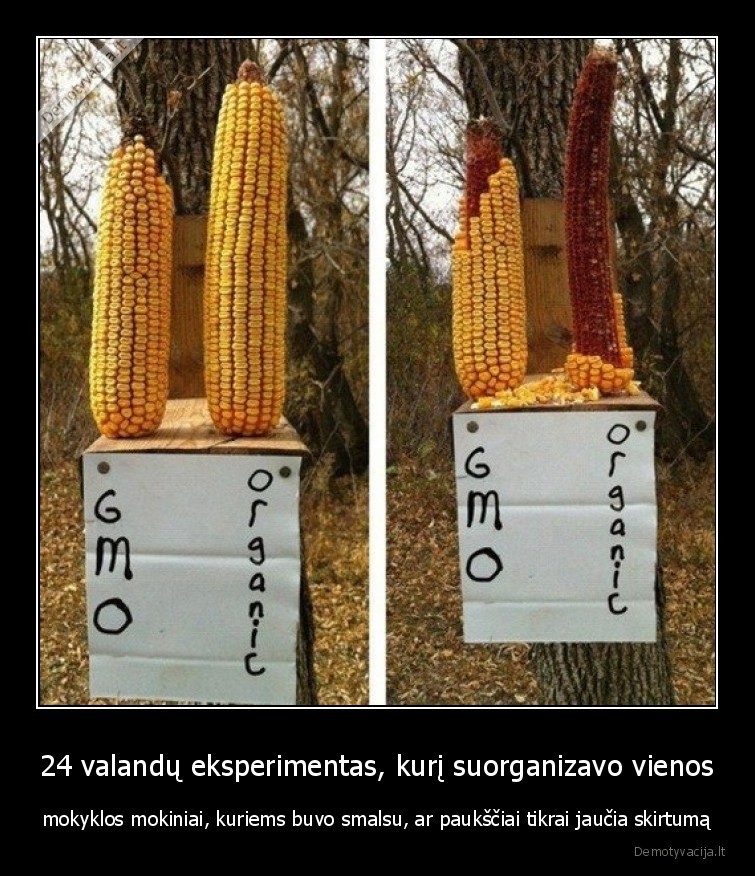 pauksciai,skirtumas,kukuruzai