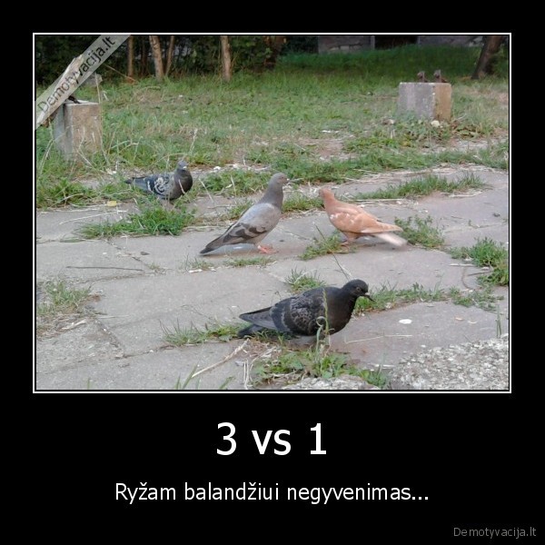 ryzas,ugnius, nesekme