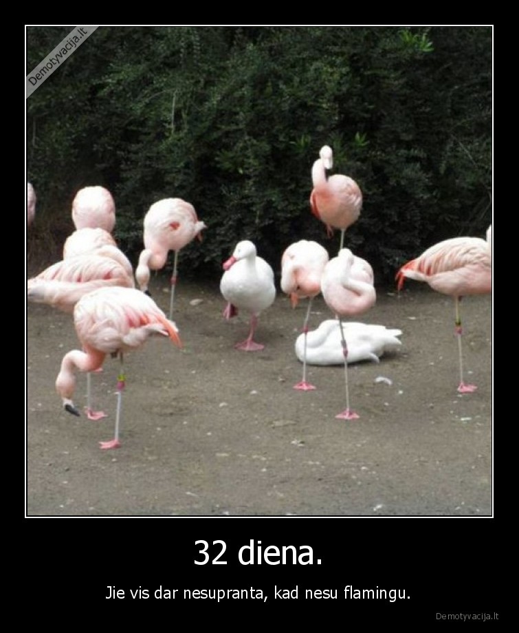flamingas,antis,zasis,ar, kas, ten,isvis,paukstis