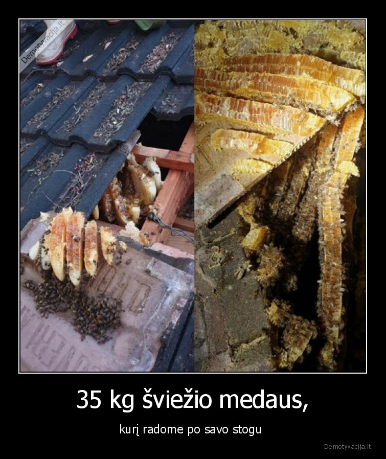 stogas,medus,atradimas
