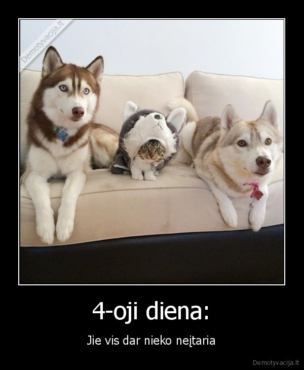 uzsimaskaves, katinas,mazas, kaciukas